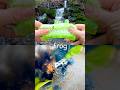 Animal Names for Kids to Learn at the Waterfall: Frog Tiger Squirrel Elephant Okapi