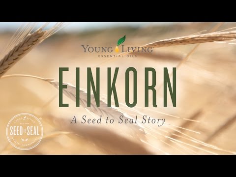 Vídeo: Khorasan Wheat Information - Saiba mais sobre o cultivo do trigo Khorasan