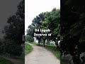 Dil lagaib Short devarwa # Short #video