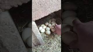 بيض البط