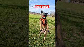 Puppy love. #malinois #searchdog