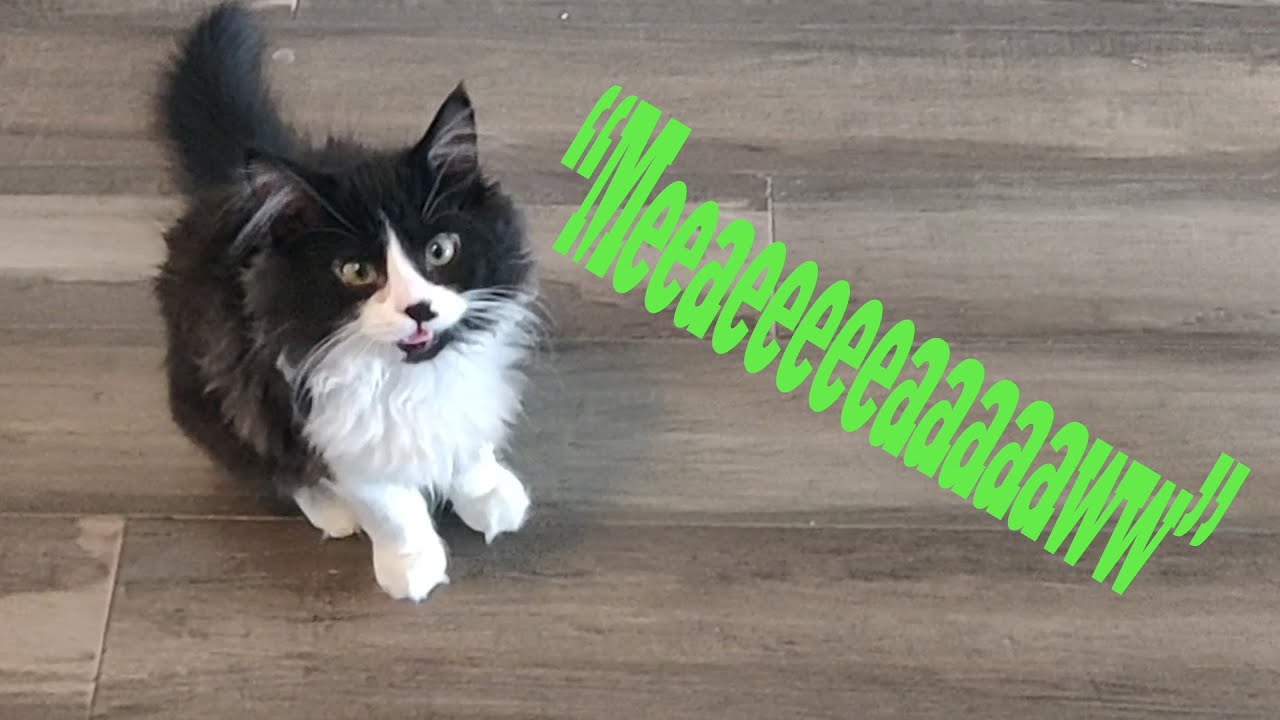 When my cat's hungry... 