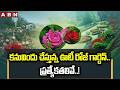 ABN OFFBEATS :కనువిందు చేస్తున్న ఊటీ రోజ్ గార్డెన్..ప్రత్యేకతలివే..! | Ooty Rose Garden Specialities