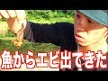 衝撃！釣った魚のクチからデカイエビが出てきた！