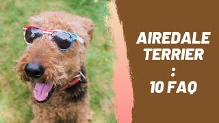 Airedale Terrier : 10 Most Common Questions