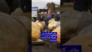 Unique and Fun Pumpkin Floating Competition Held in Belgium #shorts