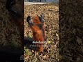🦊ถ่ายฉันทีสิ~~ #cute #animals #pets #funny #fandub