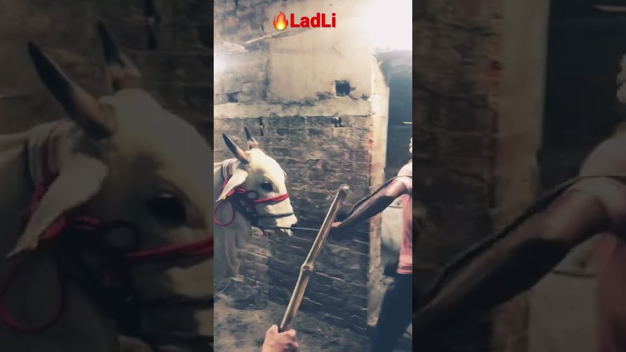 Last Line LadLi # Pathan cattle # 2021 Giant cow from 