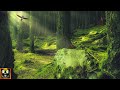 Forest Nature Sounds | Deep in the Woods | Birds Singing to Relax, Study, Sleep, Stress Relief