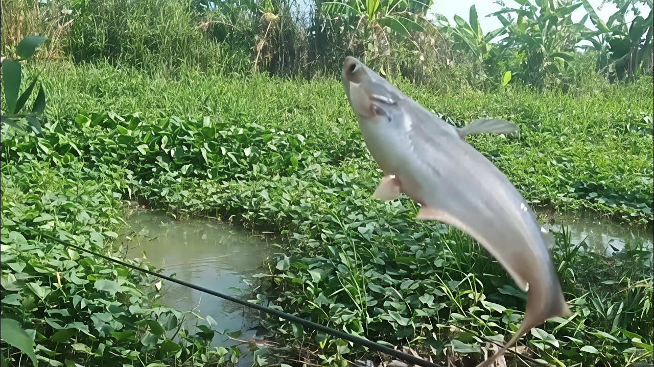 Tập 13 câu cá rô đồng cá tra sông ở  số 8 số 9 nông trường Sông hậu 