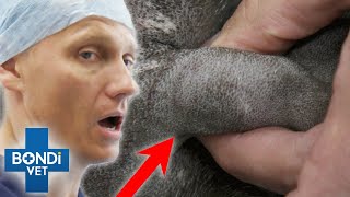 Huge Mass Is Too Close to Jugular Vein!!  Bondi Vet Clips | Bondi Vet