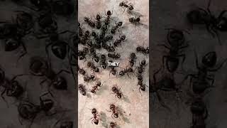 Ants Can Lift Trucks 🐜 The Strength That Defies Logic #animals #shorts