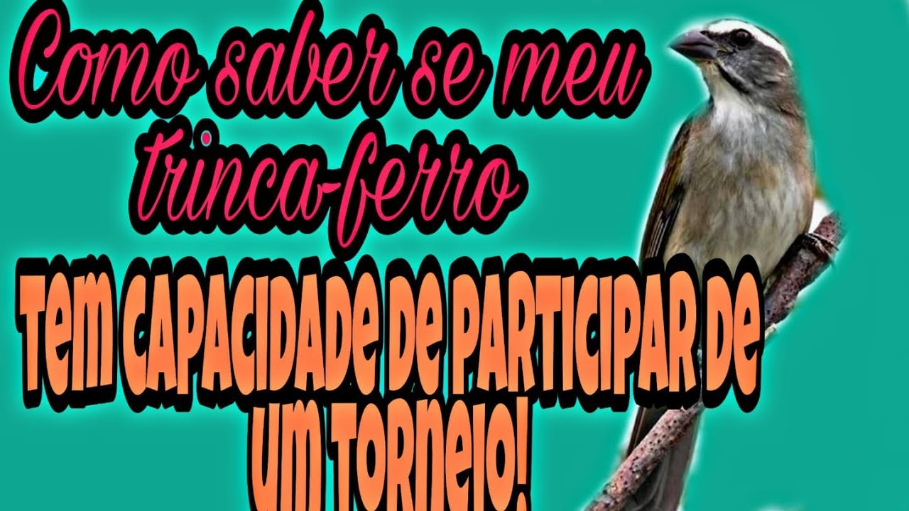 Saiba Se Seu Trinca-ferro Tem Capacidade Para Torneios ! 