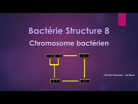 Bactérie Structure 8