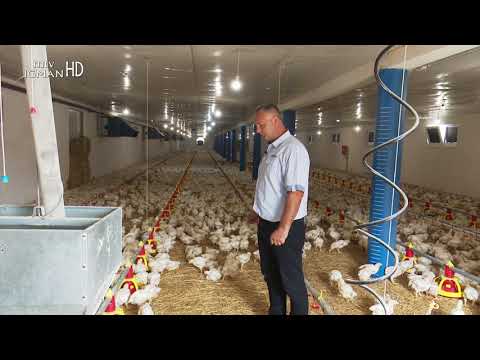 Video: Kako Izgraditi Farmu Pilića