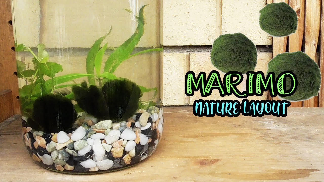 MARIMO IN NATURE LAYOUT | Marimo in ambientazione naturale - YouTube