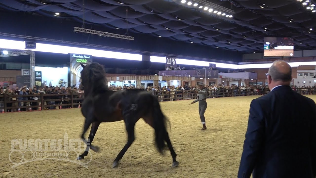 (11/11).- SICAB 2024. Salón Internacional del Caballo. Noviembre en Sevilla.