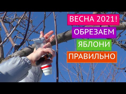 ОСНОВНЫЕ ПРАВИЛА ОБРЕЗКИ ЯБЛОНЬ ВЕСНОЙ! НЕ СДЕЛАЙТЕ ОШИБОК!