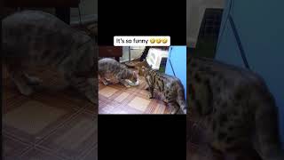 #cat #funny #cats #kitten #catlover #funnycats #catvideos #funnyvideo #foryou #foryoupage