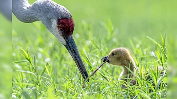 Sandhill Cranes Raising a Canada Goose Baby!!!