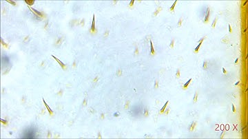 Bee wing under microscope