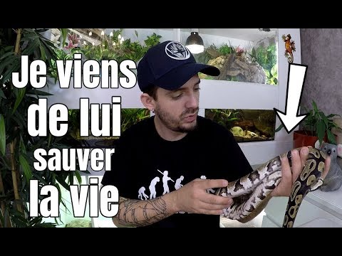 snake reptiles pictures J'ai sauvé la vie de ce serpent ! Problème de maltraitance animale ...