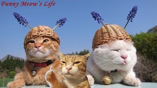 FUNNIEST CATS Antics That Will Make You LOL! Pawsome Comedy Club Part 16