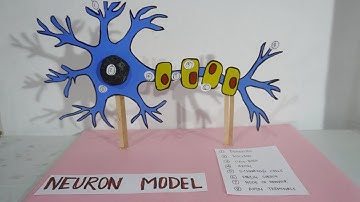 Neuron 3D model project | neuron structure model project | How to make neuron 3D model