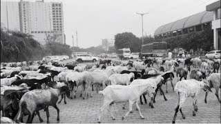 FR$H - G# MINOR  FT. RushboX (Official music video) TBF