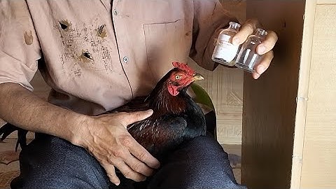 Nkaug tshuaj tiv thaiv kom qaib txhob tuag aws zoo heev nawb