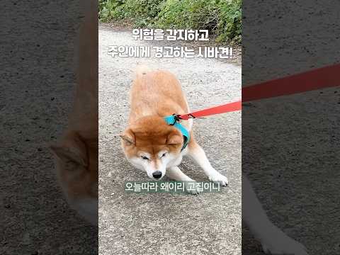 <strong>곰이가</strong> 안가시바를 했던 이유..!!