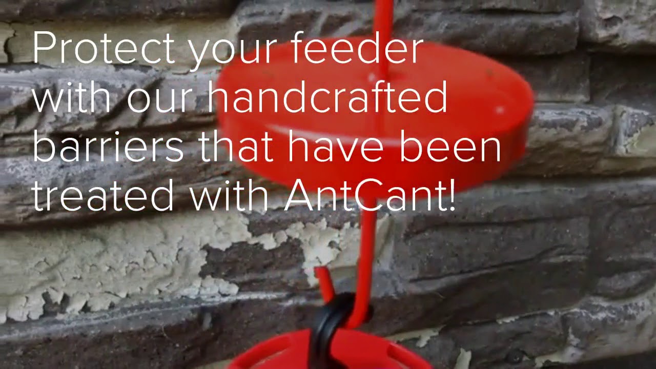How to protect hummingbird feeders from ants Nontoxic, no maintenance