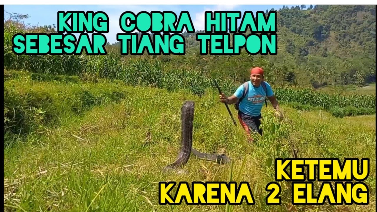 2 ekor Elang !! Petunjuk keberadaan King Cobra Monster 😱😱 !!