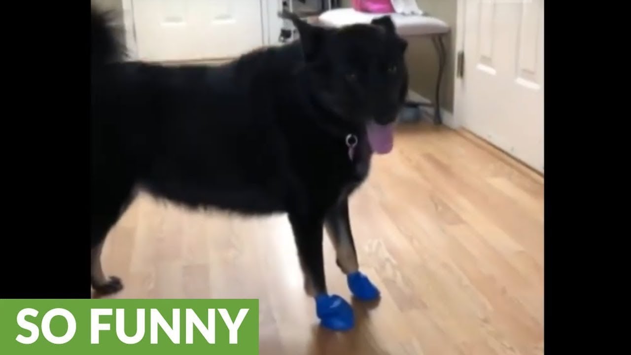 videos for cats Dog awkwardly tries to get used to new boots
