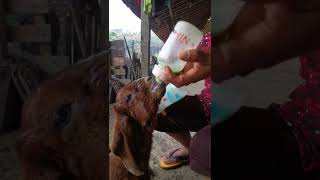 Anak Kembar Mbok Wik Minta Susu Dot