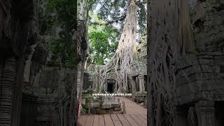 Popular spot for visitors, Great photos #travel #siemreap #angkorwat