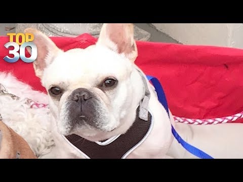 Video: French Bulldog's Life Saved On JetBlue Flight Takket Være Besetningsmedlemmer