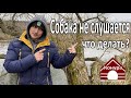 Собака не слушается! Что делать?