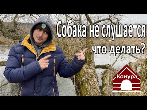 Видео: Собака не отвечает на дрессировку? Скорее всего, вы делаете это неправильно