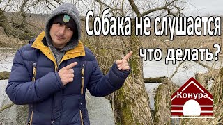 Собака не слушается! Что делать?