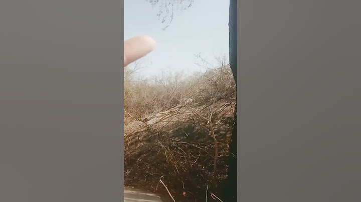 sher ka desi vlgas jungle ma Amazon ka jungle and Amazon prime video jungle me #tiger #lion #animals