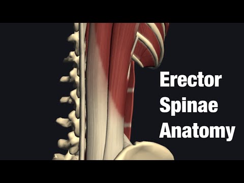 กายวิภาคศาสตร์และหน้าที่ของ erector spinae (ภาษาอังกฤษ)