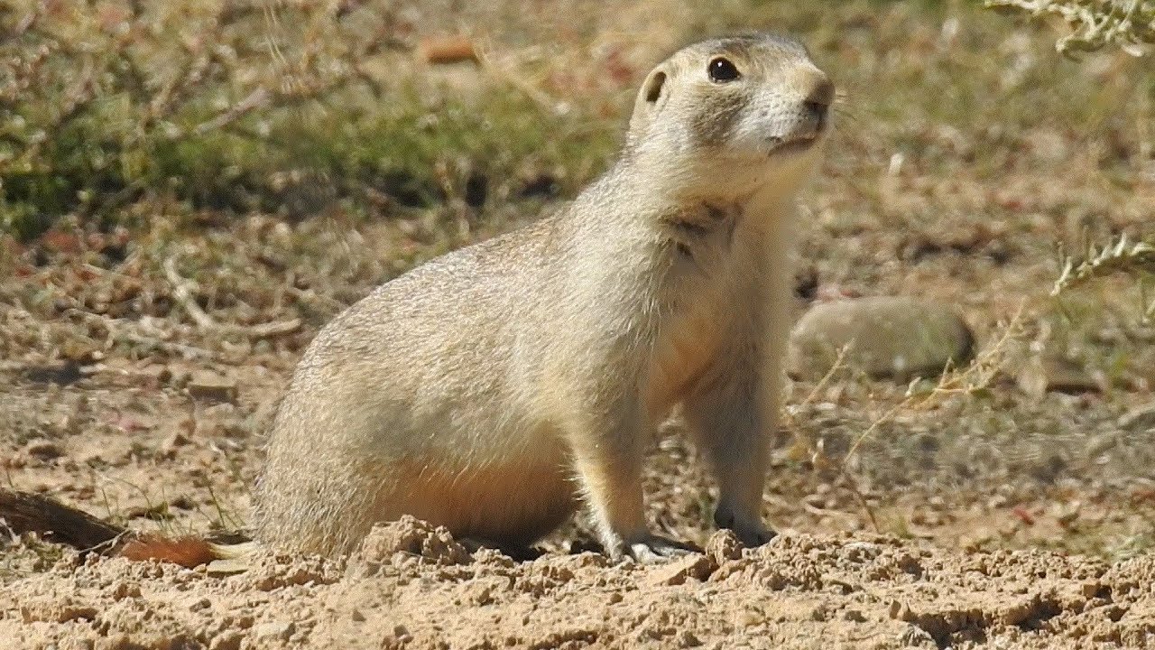 prairie dog hunting colorado prairie dog hunting colorado