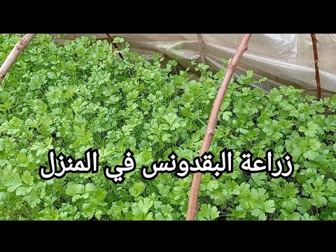 فيديو: مشاكل زراعة البقدونس