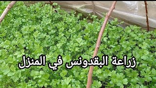 زراعة البقدونس بطريقة رائعة دون تكاليف، maydanoz ekimi، Cultivation of parsley at home