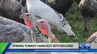 Kentucky sees record-breaking turkey harvest numbers, Fish and Wildlife officials say