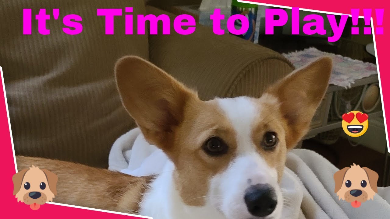 Shenanigans Playtime And Update!!