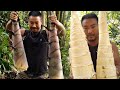 Naga Giant bambooshoot  secret naga recipe