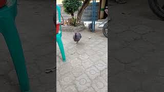 ini ayam apa burung ya?