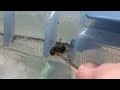 Using the Bug-a-salt to slo-mo exterminate flys on the back porch